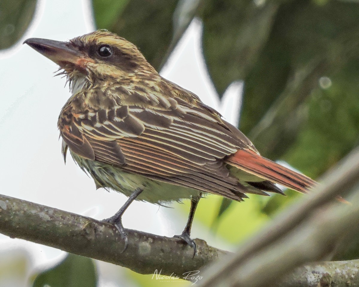 Streaked Flycatcher - Nicolás Rozo