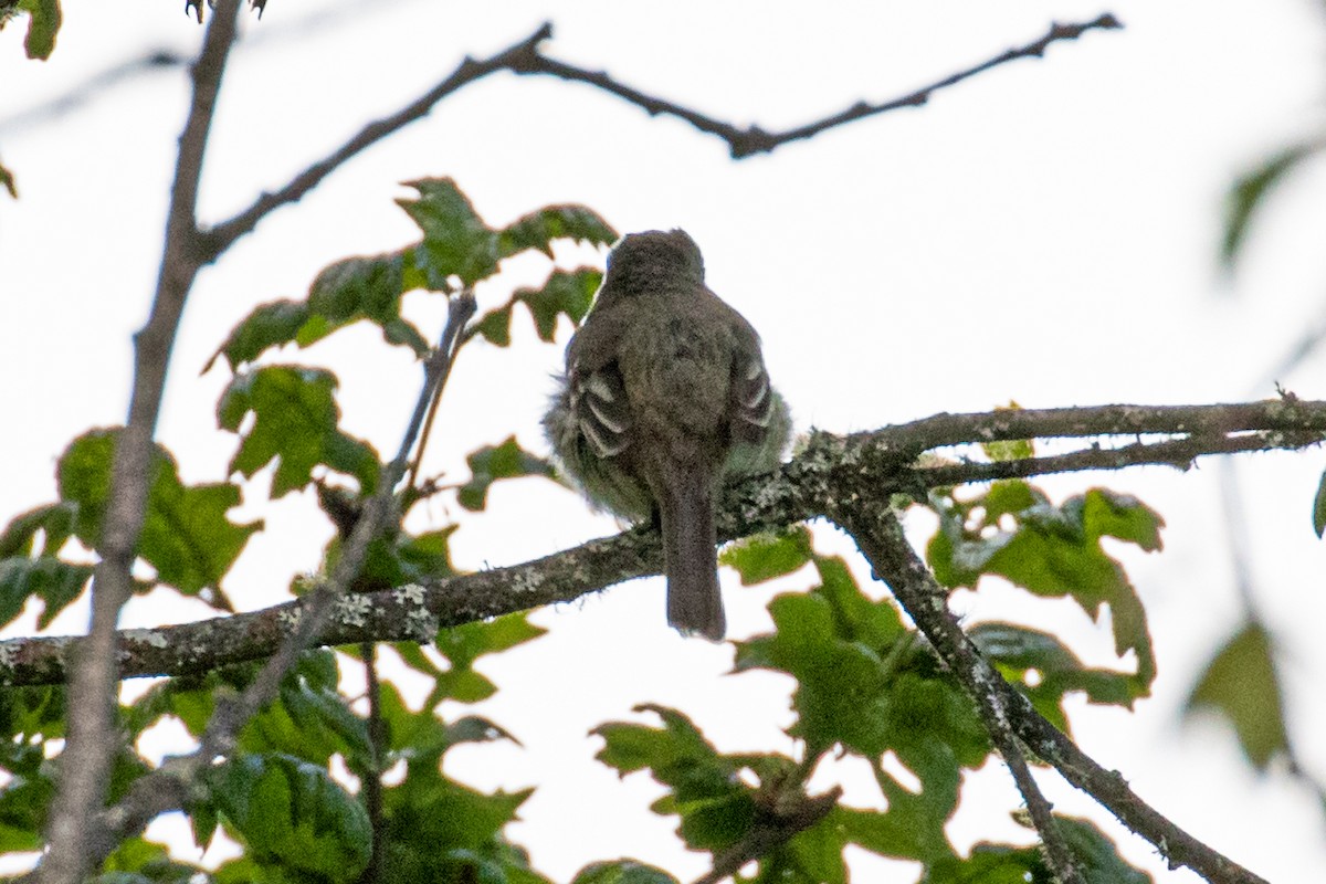 Dusky Flycatcher - ML448972871