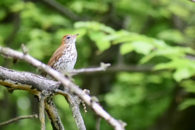 Wood Thrush - ML448973061