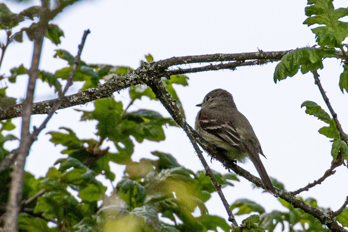 Dusky Flycatcher - ML448973071