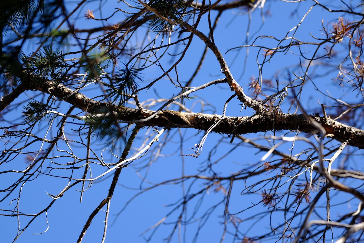 Brown Creeper - ML448974361