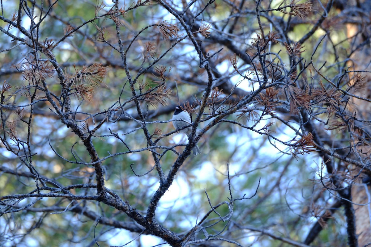 Dark-eyed Junco - ML448974381