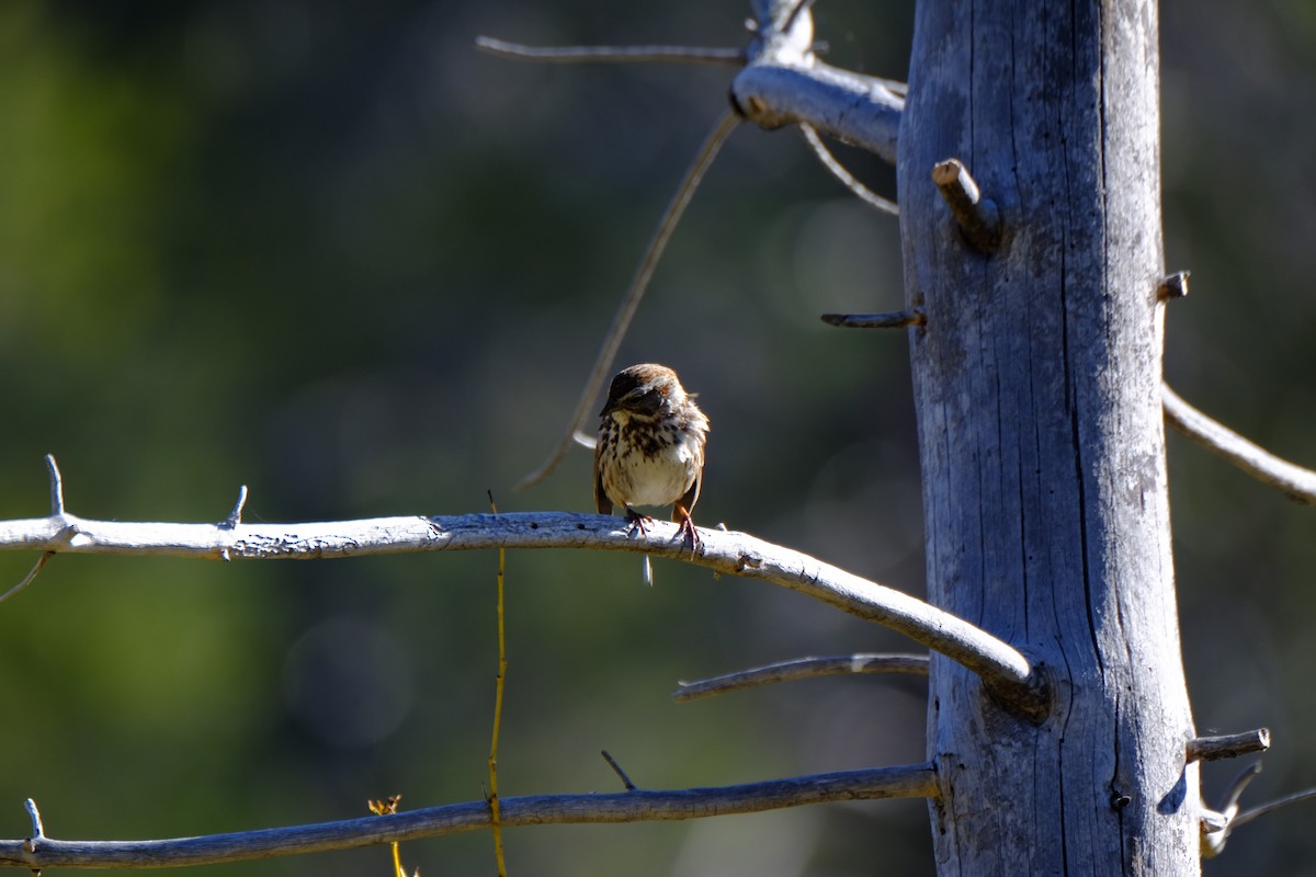 Song Sparrow - ML448974511