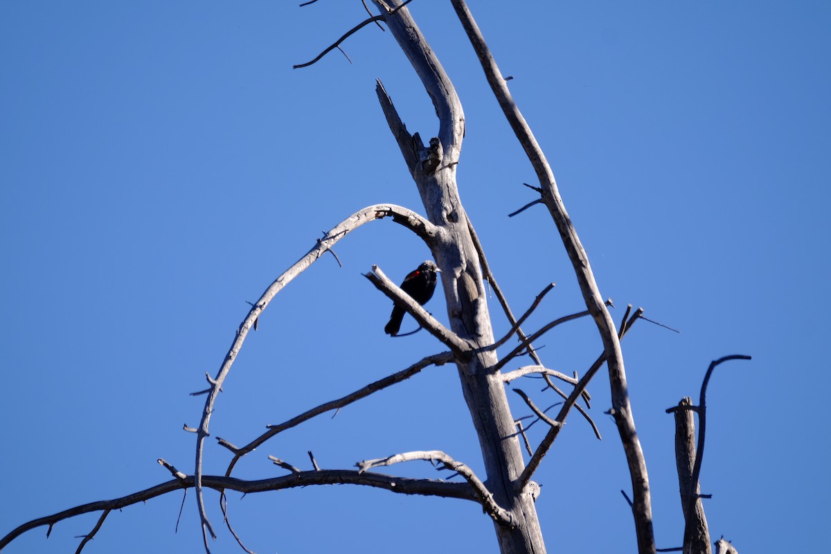 Red-winged Blackbird - ML448974581