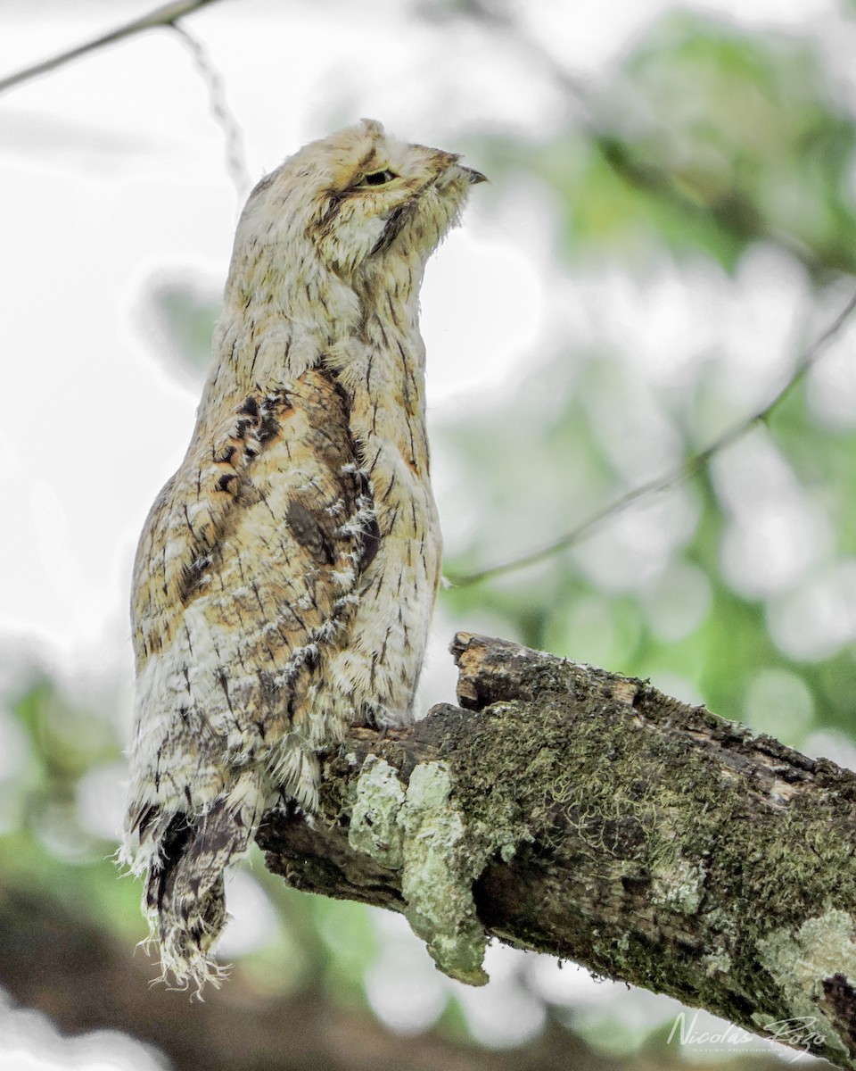 Common Potoo - Nicolás Rozo