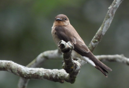 Golondrina Gorjirrufa - ML448975811