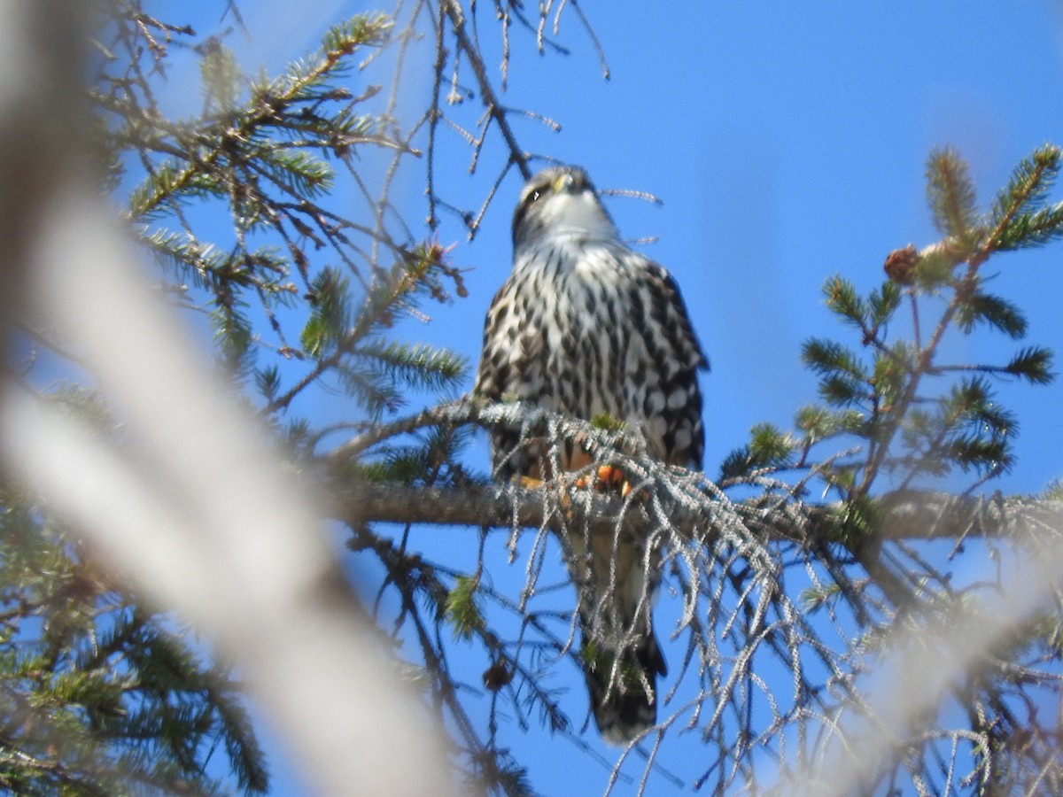 Cooper's Hawk - ML448975991