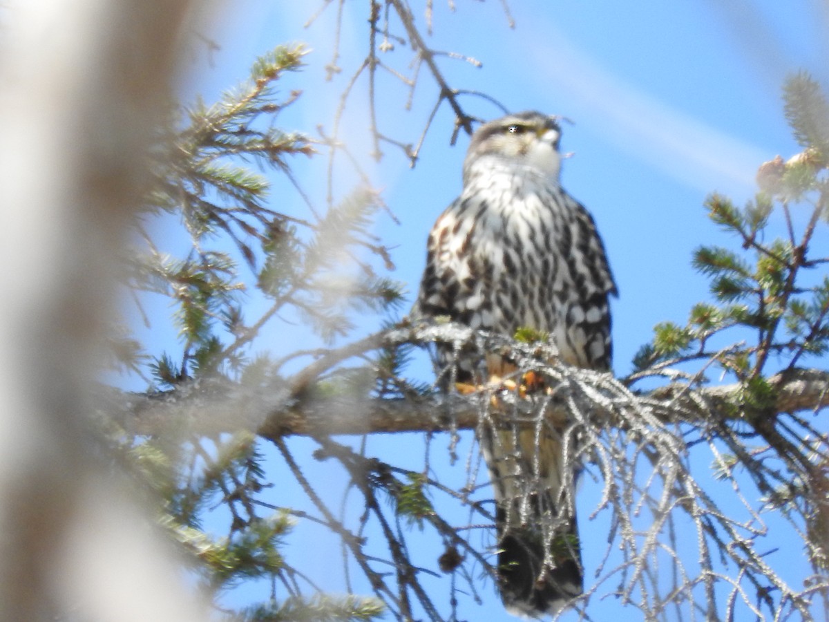 Cooper's Hawk - ML448976031