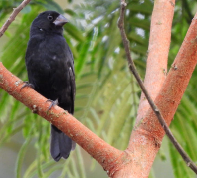 Thick-billed Seed-Finch - ML448976211