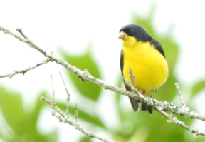 Lesser Goldfinch - ML448976351