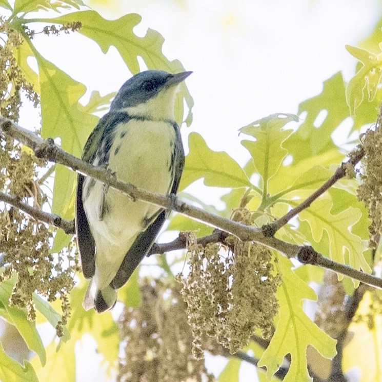 Cerulean Warbler - ML448976371