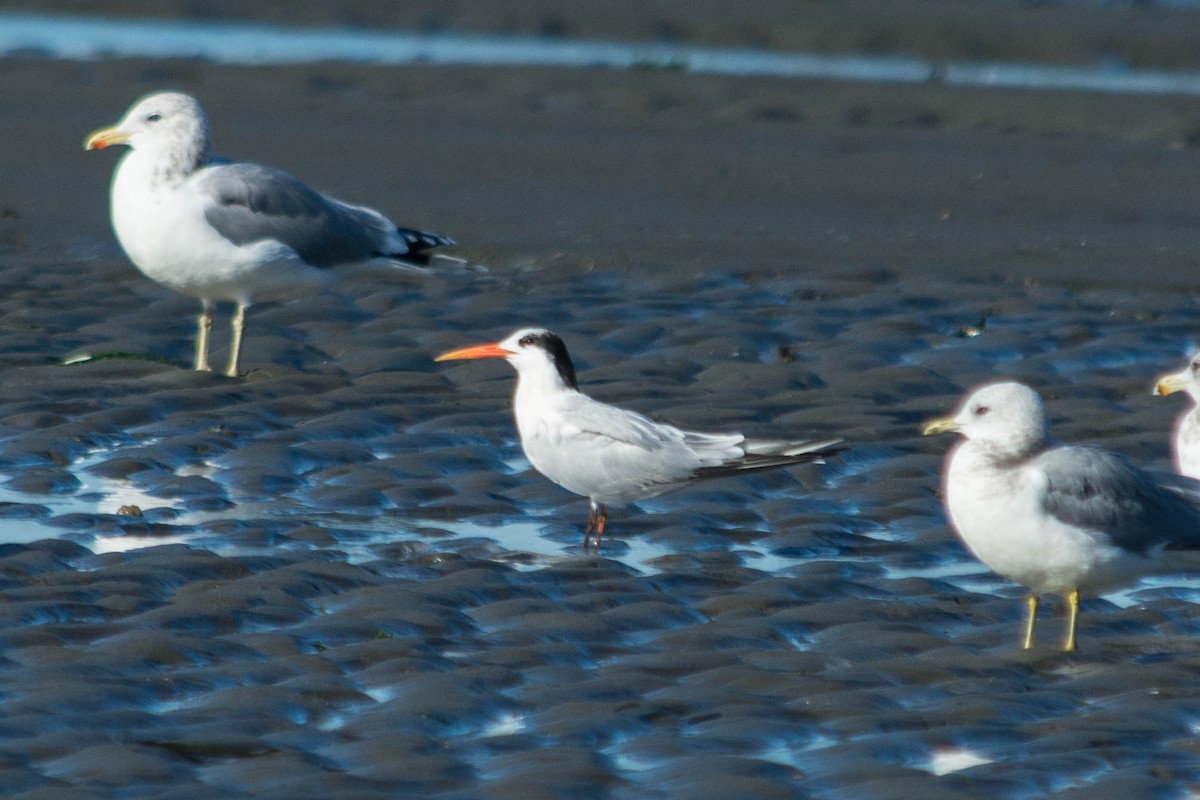 Elegant Tern - ML44897671