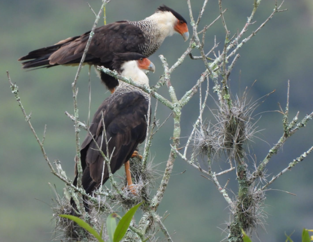 Caracara Carancho - ML448976961