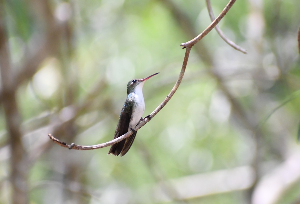 White-bellied Emerald - ML448978471