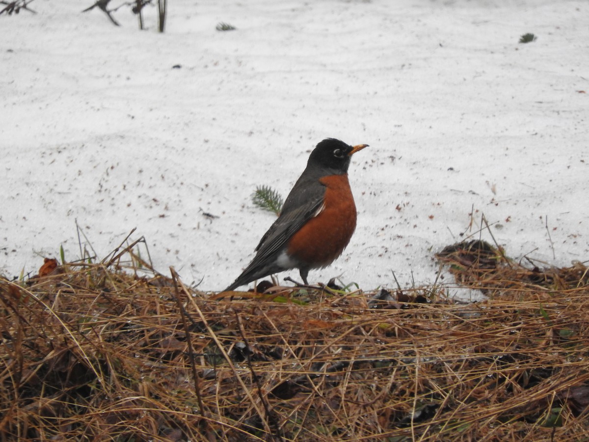 Дрізд мандрівний - ML448978511
