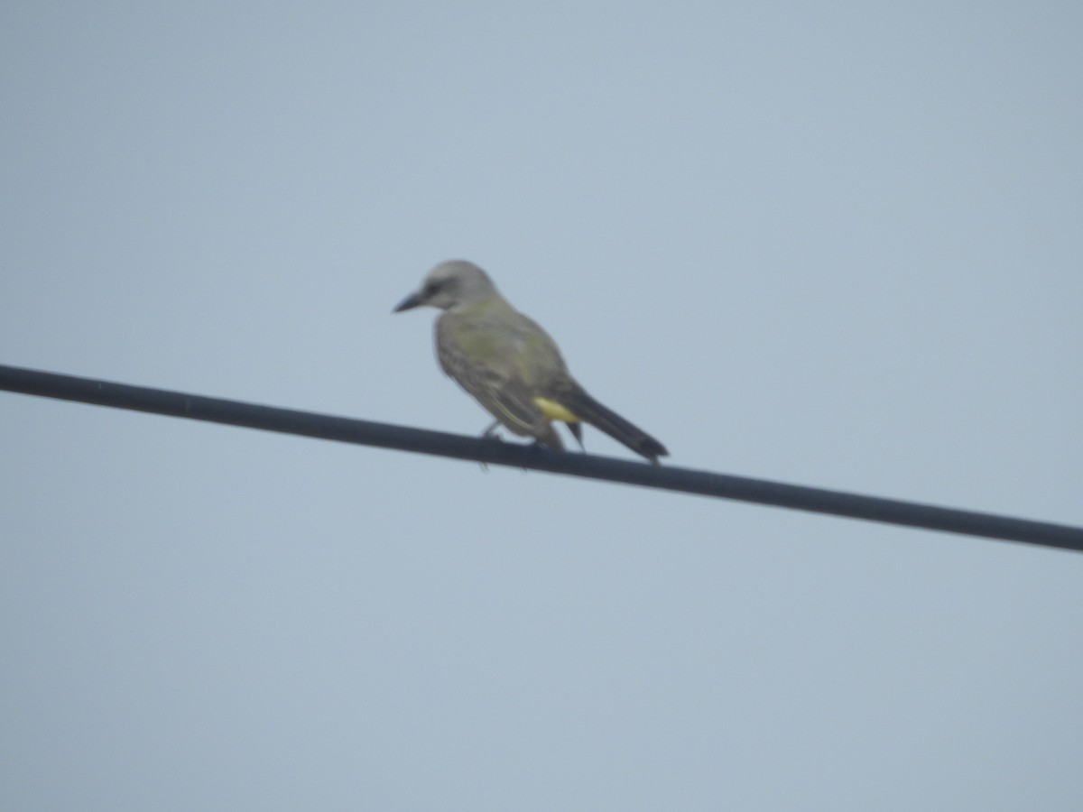 Tropical Kingbird - ML448981201