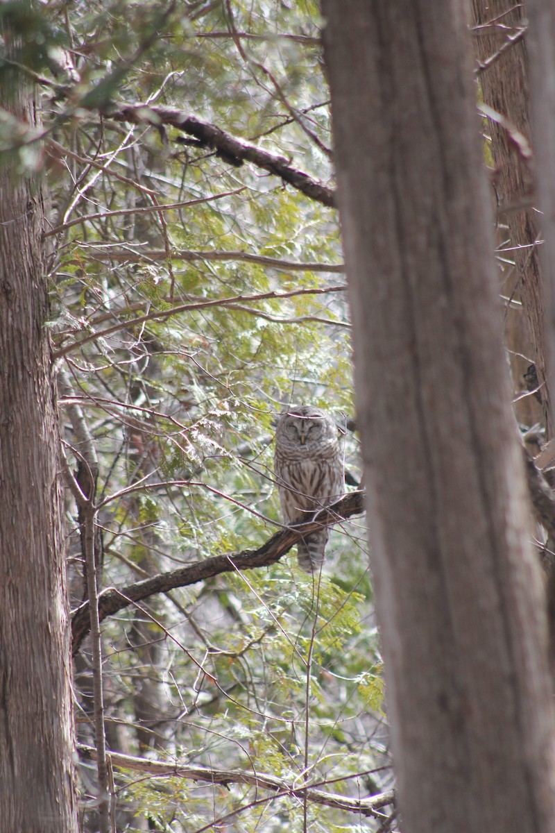 Barred Owl - ML448982121