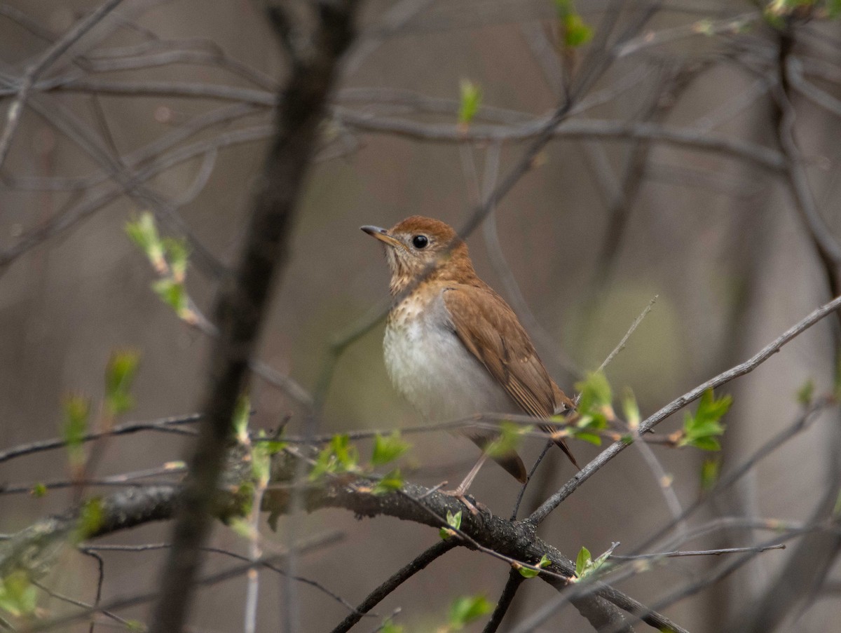 Veery - ML448982591