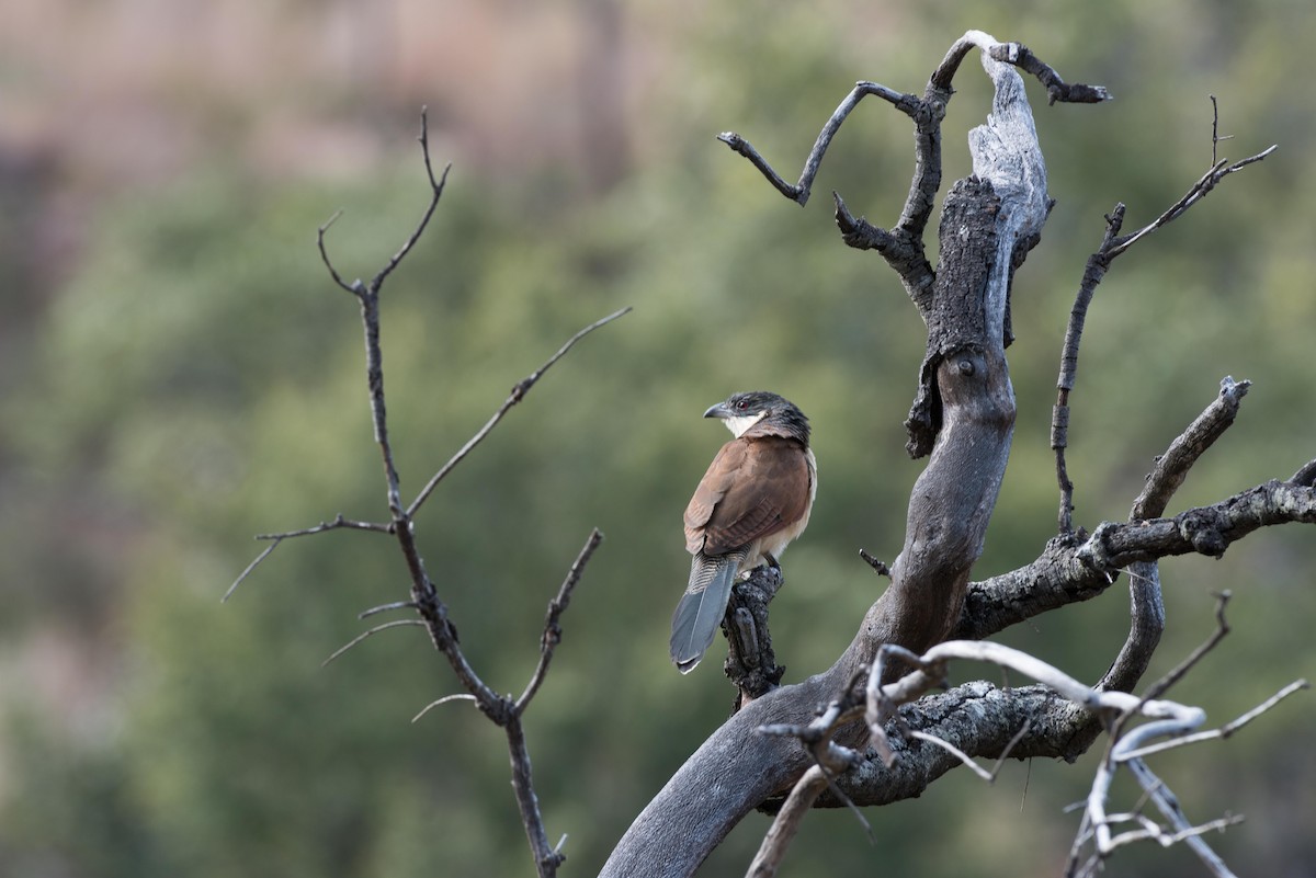 White-browed Coucal (Burchell's) - ML44898281