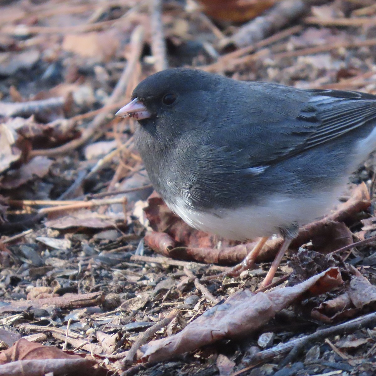 Dark-eyed Junco - ML448983801
