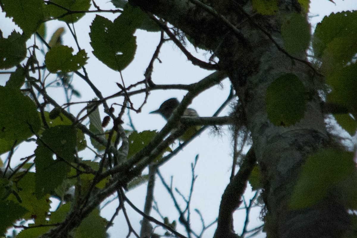 Great Crested Flycatcher - ML44898401