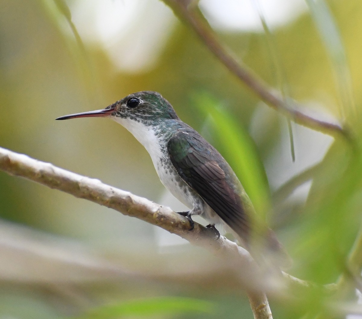 White-bellied Emerald - ML448984181