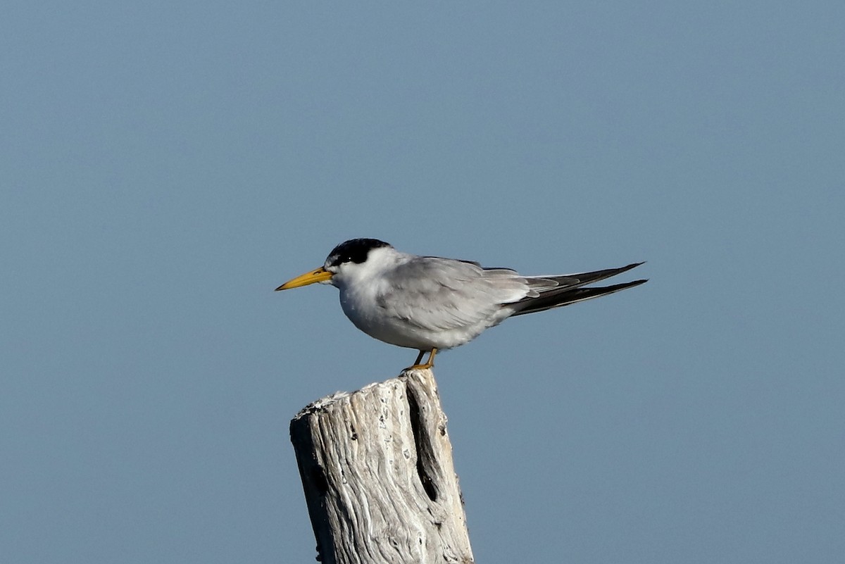 Yellow-billed Tern - ML448984271