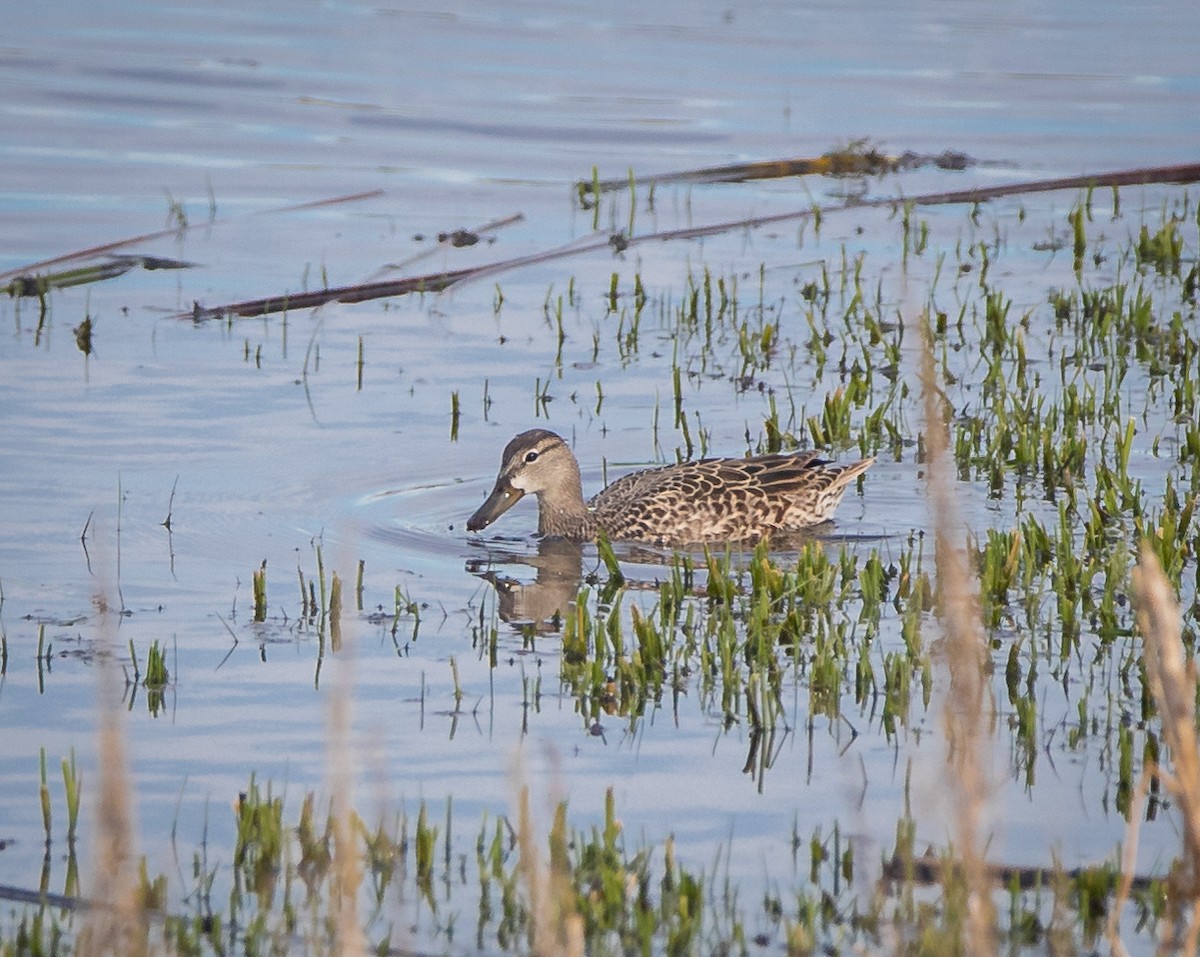 Blue-winged Teal - ML448985621