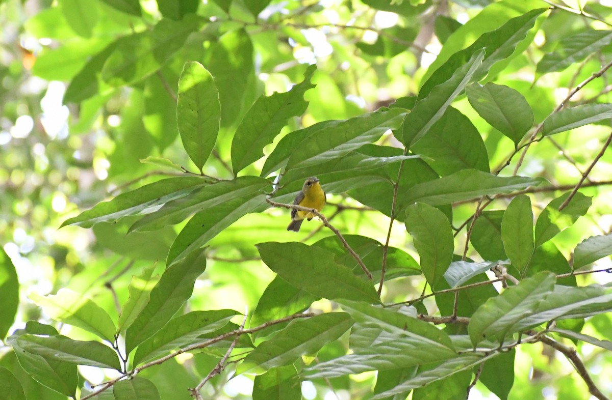 Golden-crowned Warbler - ML448985651