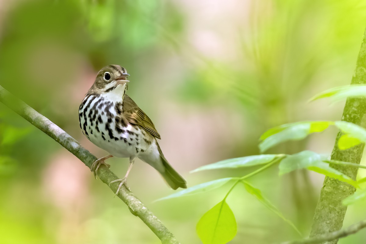 Ovenbird - ML448986601