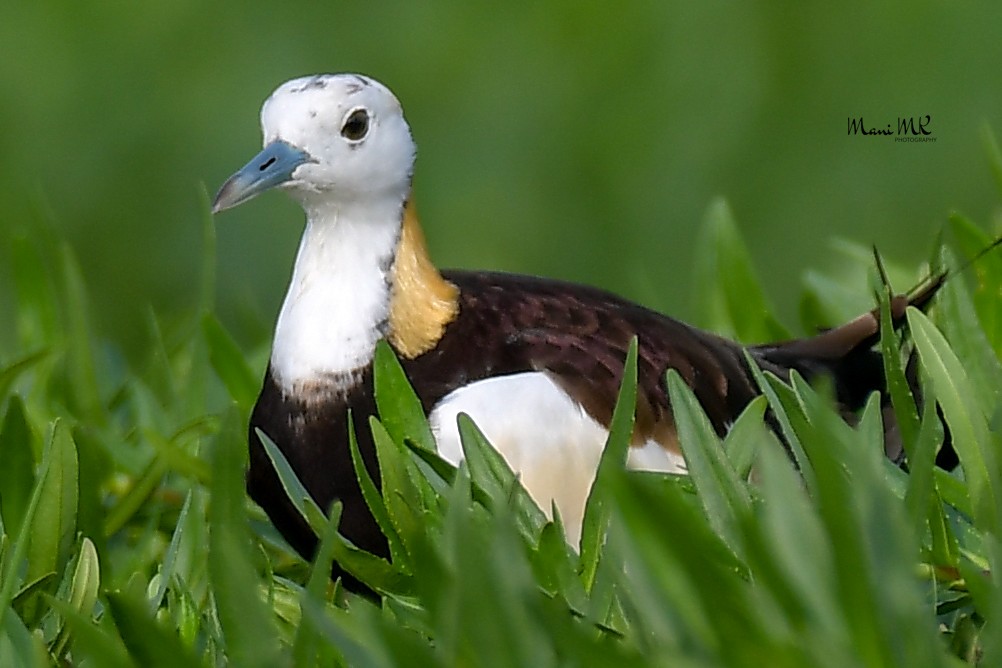 Pheasant-tailed Jacana - ML448986721