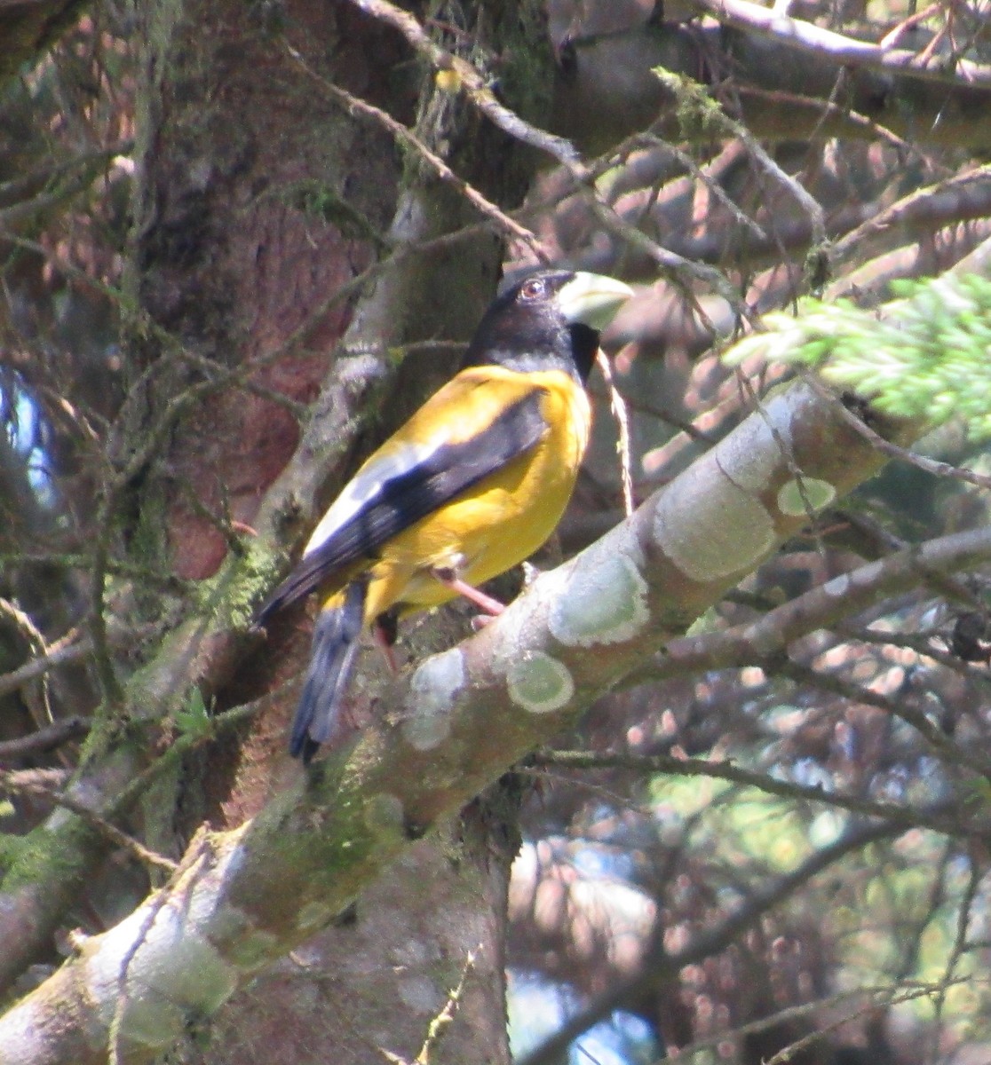 Hooded Grosbeak - ML448987821