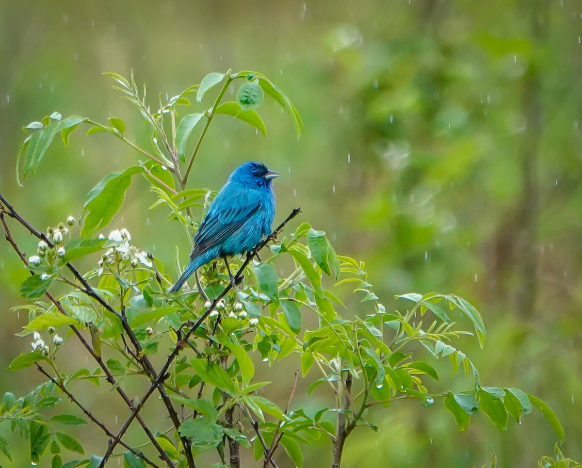 Indigo Bunting - ML448988011