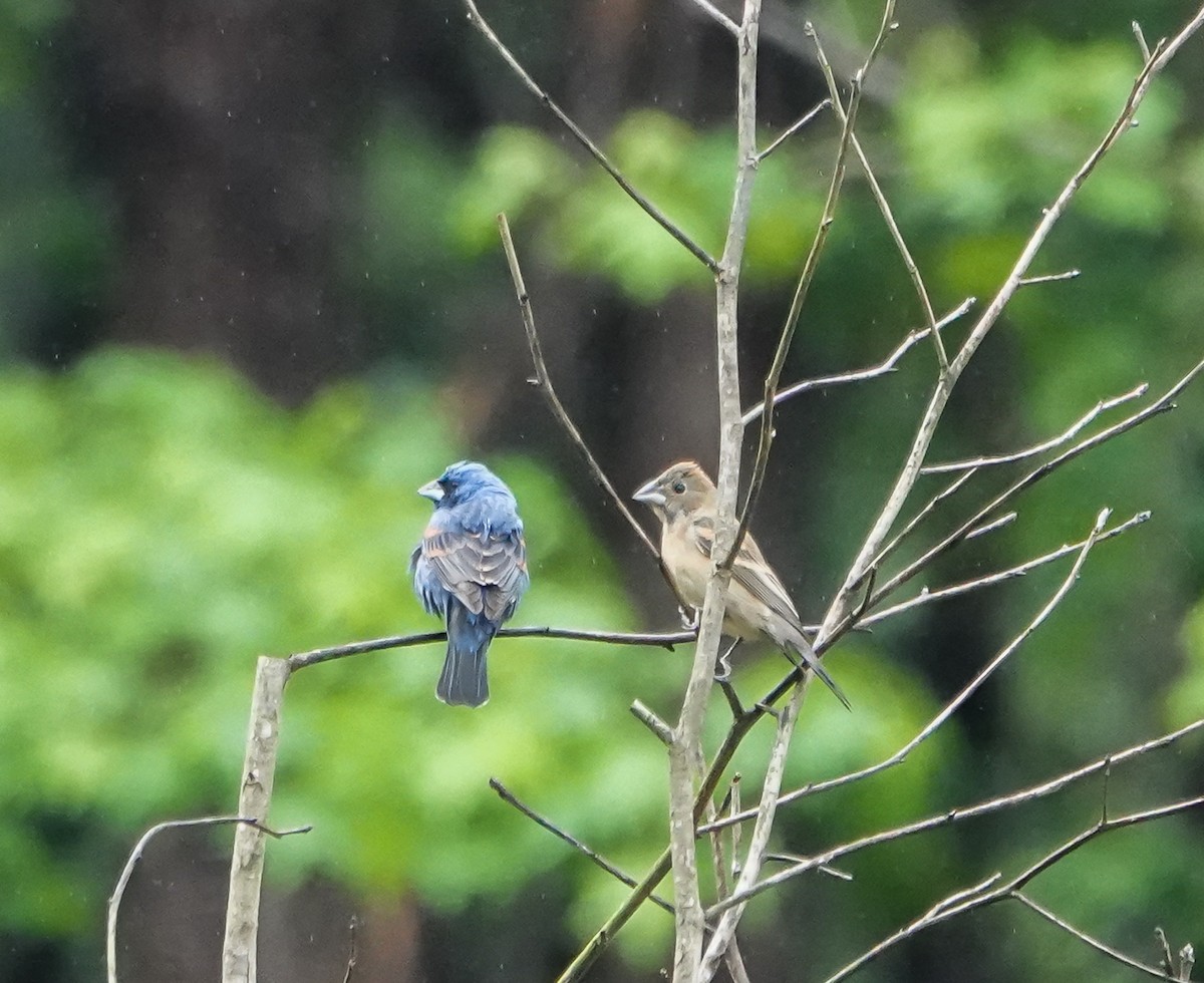 Blue Grosbeak - ML448988031