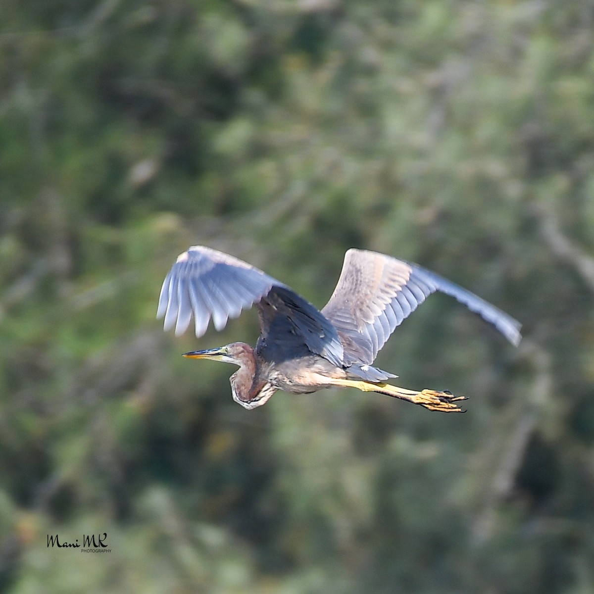 Purple Heron - ML448988051