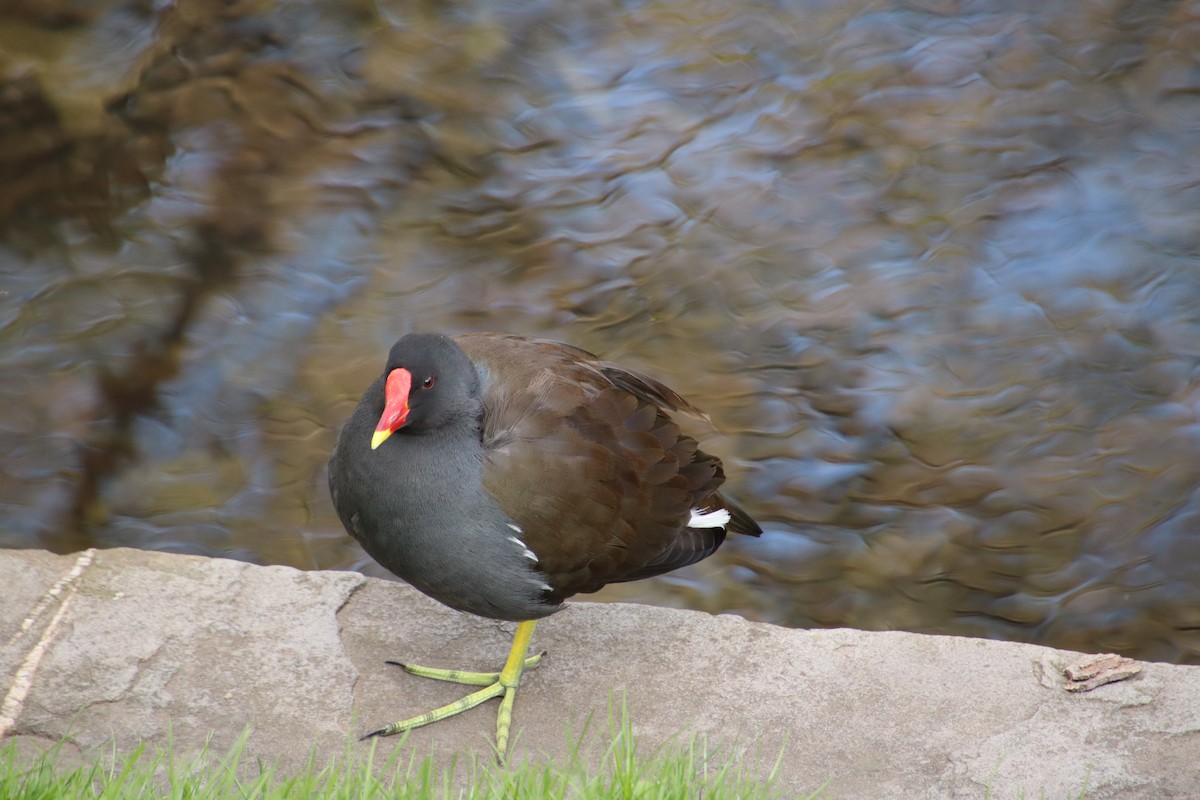 Eurasian Moorhen - ML448988111