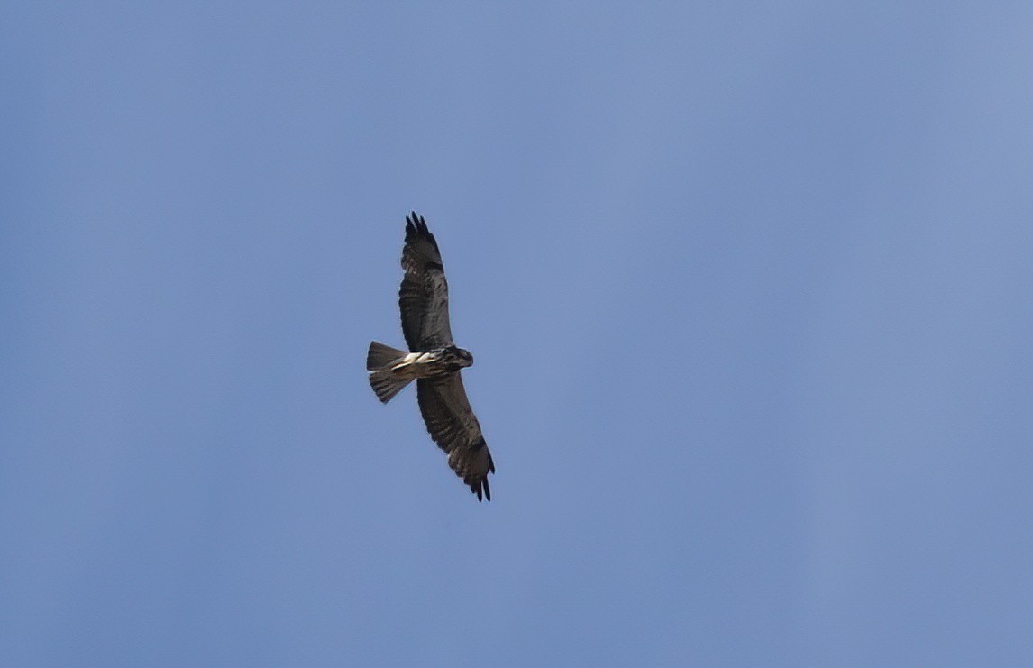 Swainson's Hawk - Matthew Grube