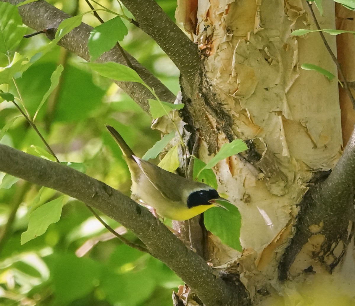 Common Yellowthroat - Dave Hart