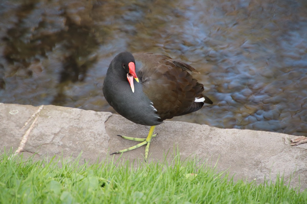Eurasian Moorhen - ML448988451