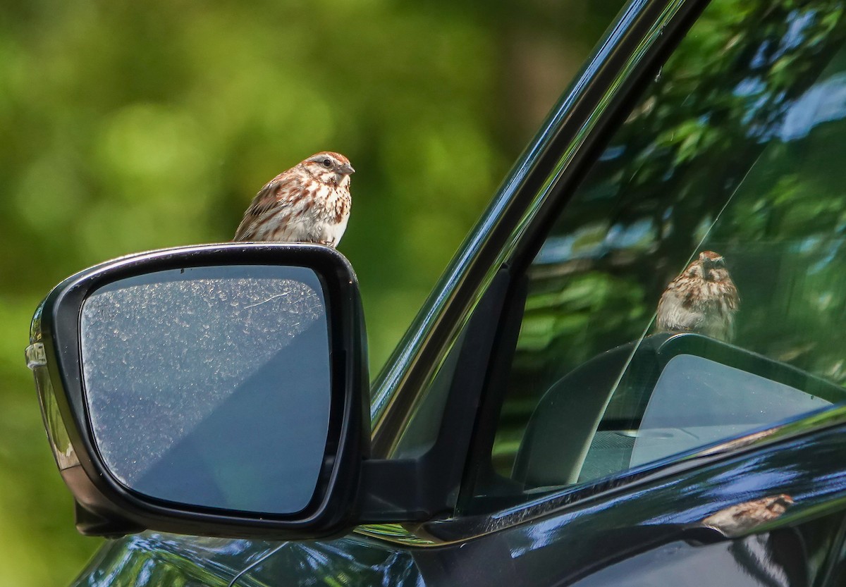 Song Sparrow - Dave Hart