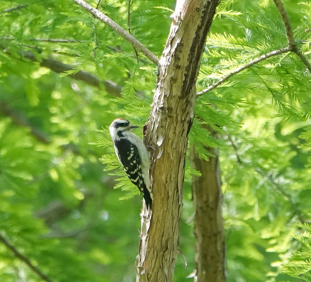 Downy Woodpecker - Dave Hart