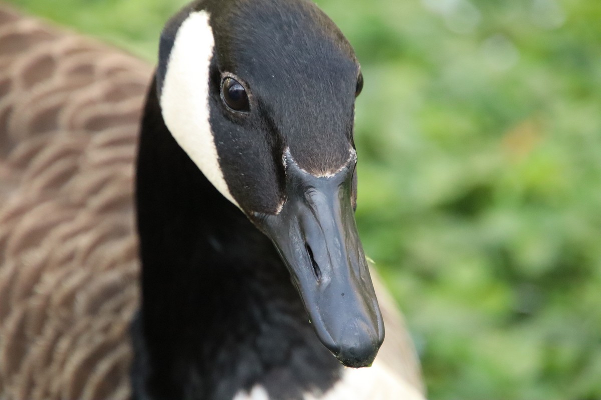 Canada Goose - ML448988751
