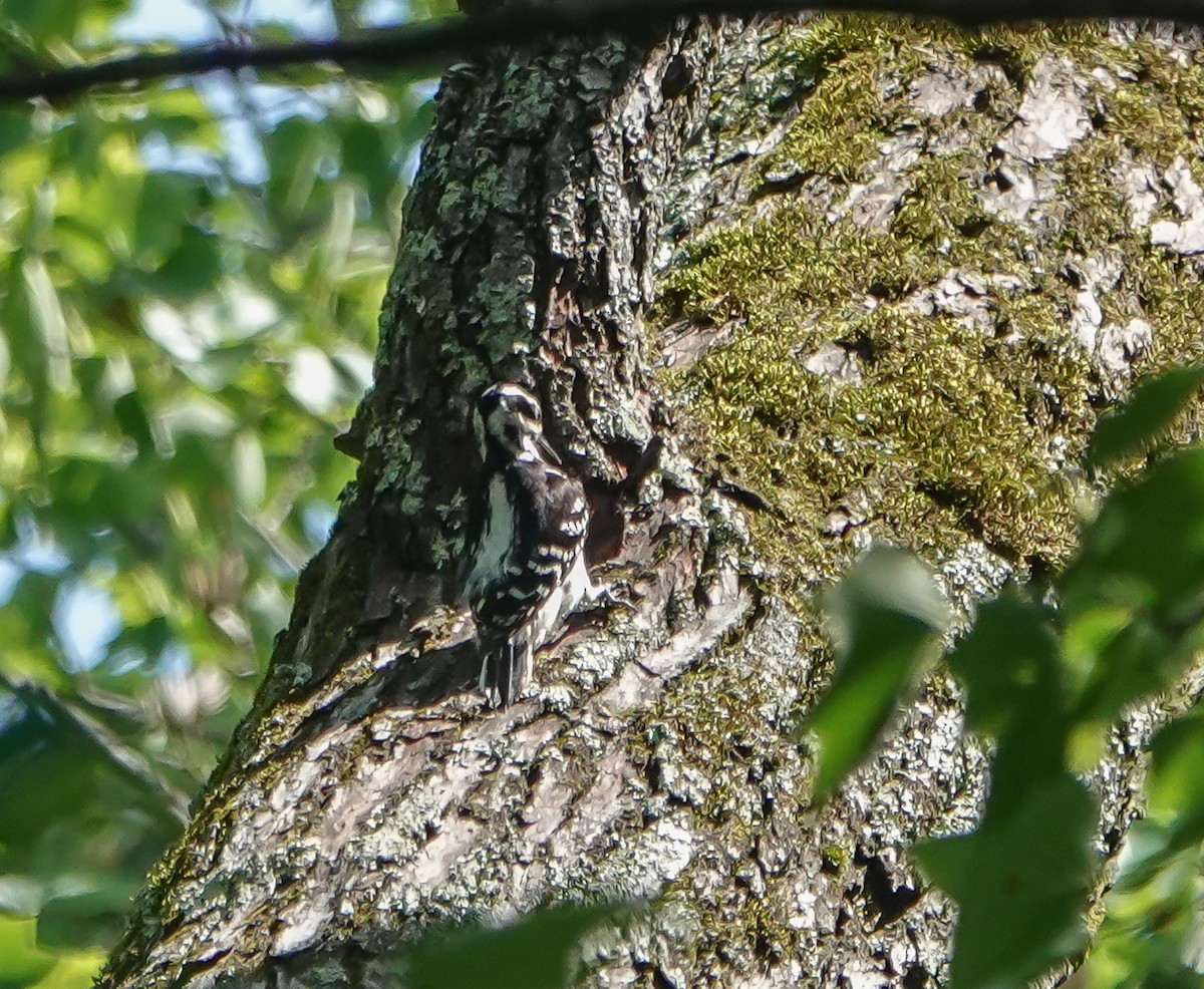 Hairy Woodpecker - ML448989061