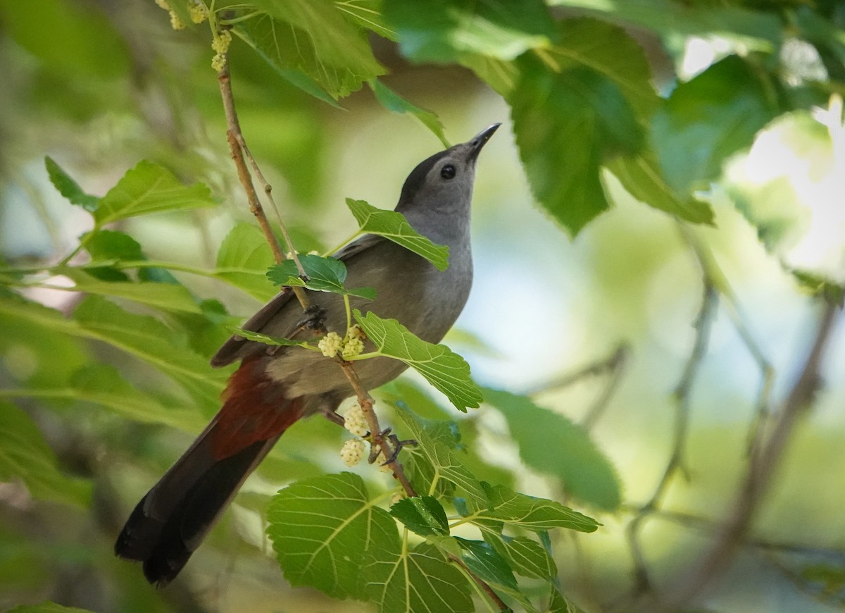 Gray Catbird - ML448989151