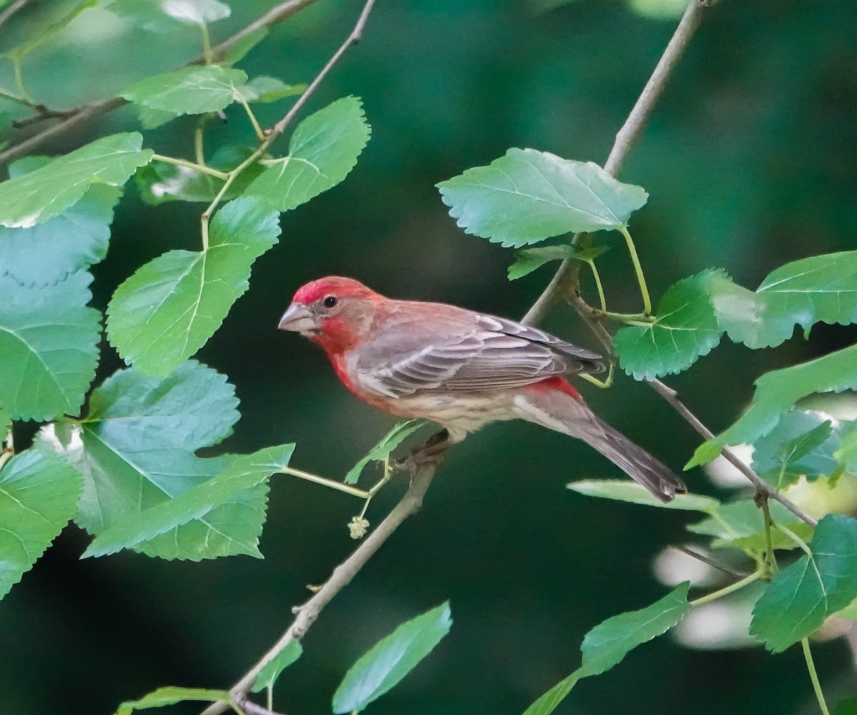 House Finch - ML448989281