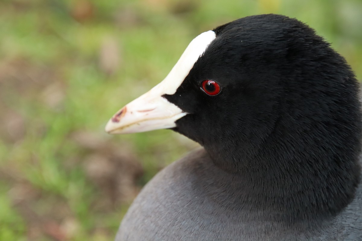 Eurasian Coot - ML448989371