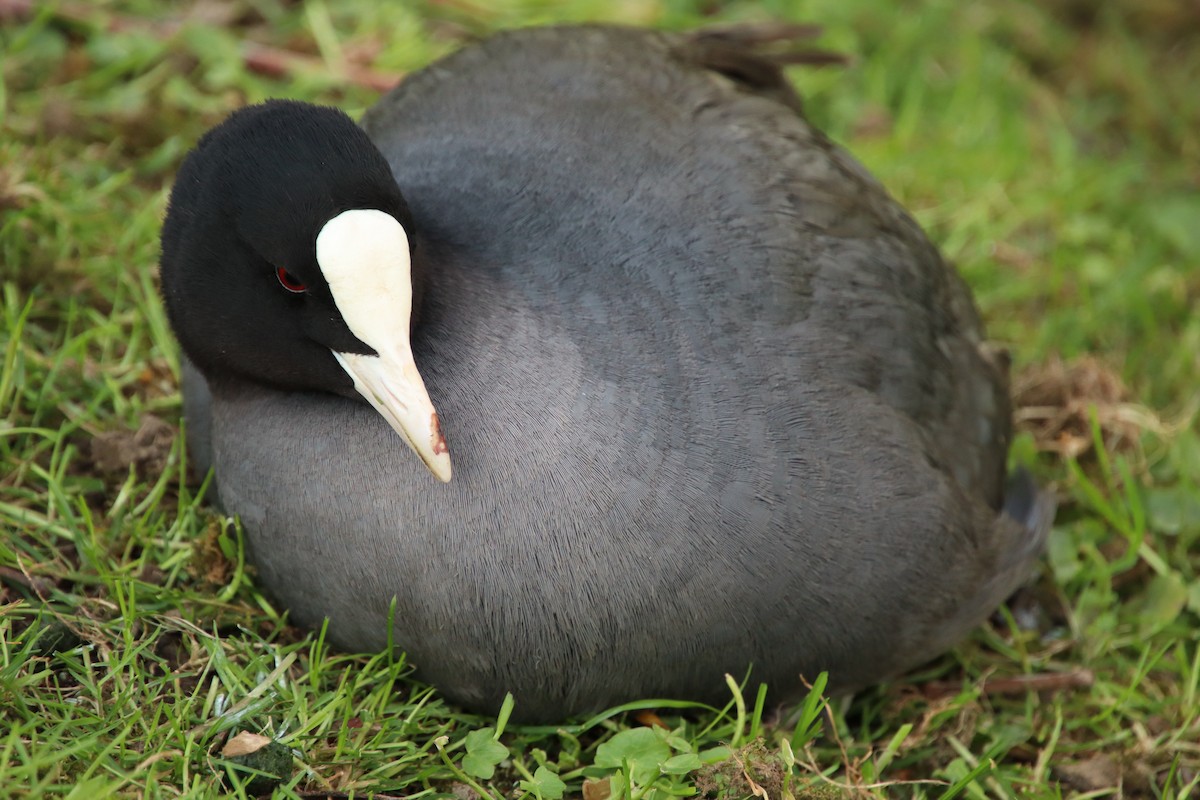 Eurasian Coot - ML448989701