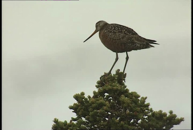 Hudsonian Godwit - ML448990