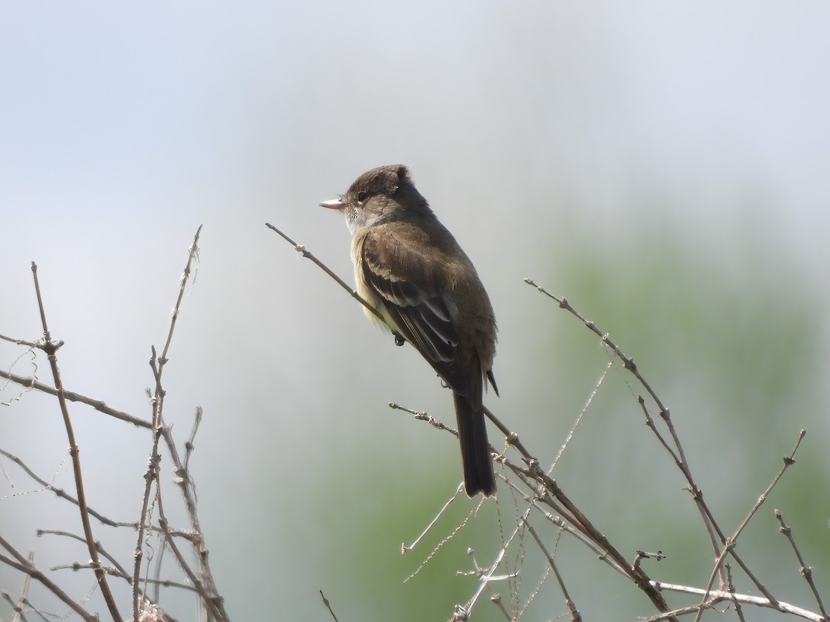 Willow Flycatcher - Tony Shrimpton