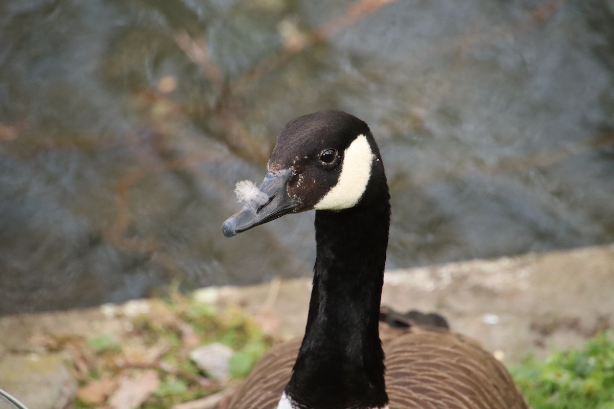 Canada Goose - ML448990481